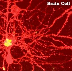 braincell.bmp