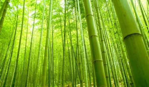http://wallpink.com/wp-content/uploads/2013/04/Green-Bamboo-In-Forest.jpg