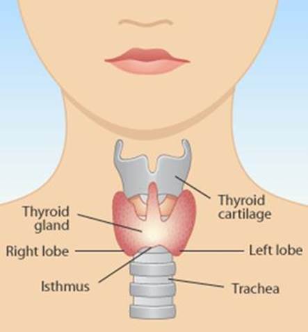 http://www.abc.net.au/health/library/img/thyroid_gland_diag.gif