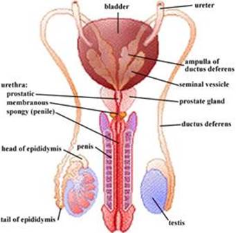 http://www.med.umich.edu/lrc/coursepages/m1/anatomy2010/html/images/male_repro.jpg