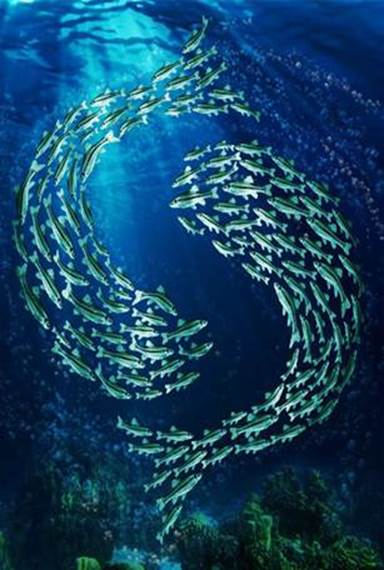 http://www.soullevelsolutions.com/wp-content/uploads/2014/02/Pisces-Fishes.jpg