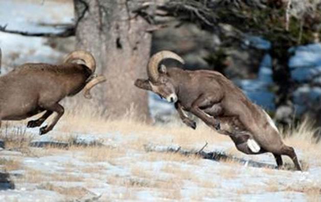 http://www.nerdist.com/wp-content/uploads/2014/02/Bighorns-IN-POST.jpg