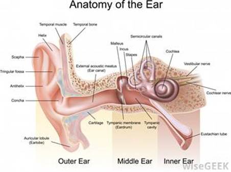 http://images.wisegeek.com/anatomy-of-the-inner-ear-chart.jpg
