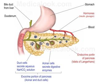 http://www.medicalook.com/systems_images/Pancreas_large.jpg